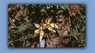 1993_WA_D05-16-43_Kuhlippen-Orchidee (Caladenia flava).jpg